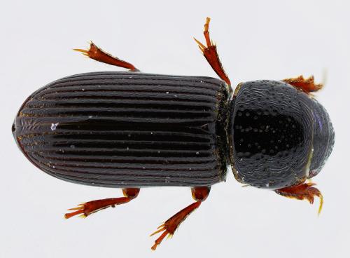 Réf. 315 794 : Pleurophorus caesus